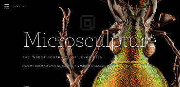 超清昆虫微距摄影图片-Microsculpture