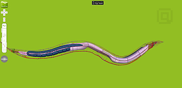 秀丽隐杆线虫3D展示-OpenWorm Browser
